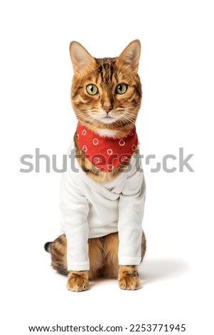 Fashionable Bengal cat in a white shirt and neckerchief isolated on background.