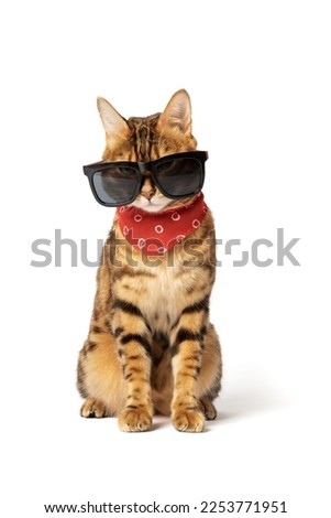 Fashionable bengal cat in sunglasses and neckerchief isolated on background.