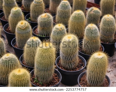 Parodia leninghausii is a species of South American cactus commonly found as a houseplant. Common names include lemon ball cactus, golden ball cactus and yellow tower cactus