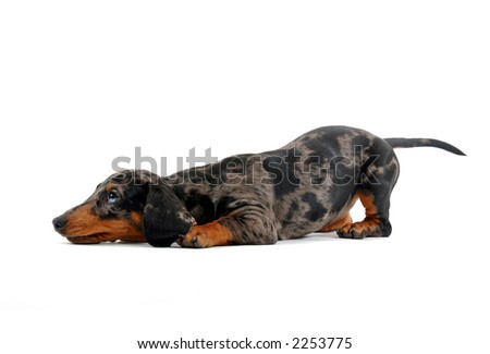 dachshund lying down
