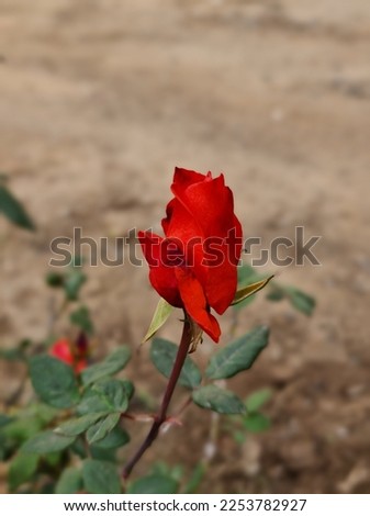 Natural picture of beautiful red rose