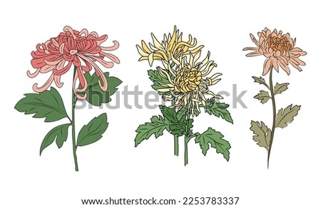 Set of Chrysanthemum November birth month flower colorful vector illustrations. Modern minimalist hand drawn design for logo, tattoo, packaging, card, wall art, poster. Isolated on white background.