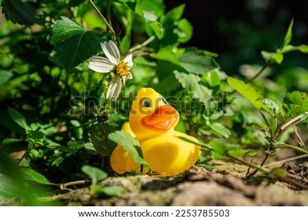 Rubber duck in the garden, in the spring sunshine