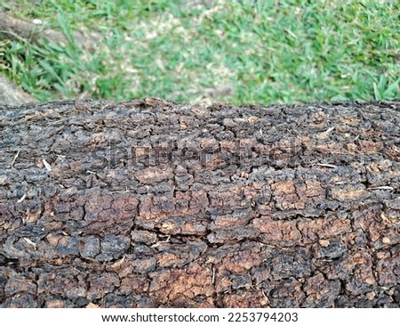Tree bark texture pattern with green grass background