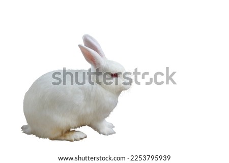 White rabbit isolated on white background.