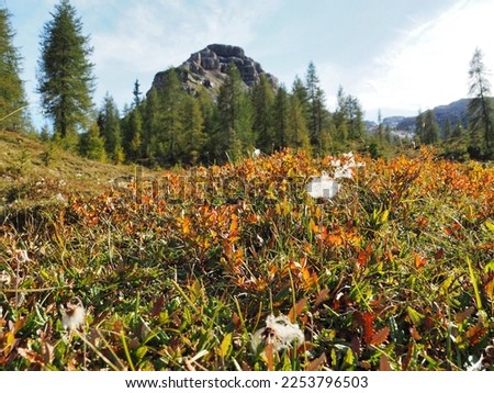 white flowers among the red cranberries in a meadow in the brenta dolomites