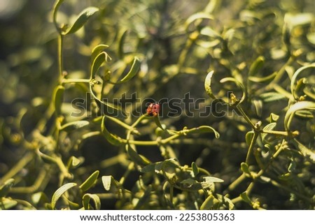 Close up ladybug on plant leaf under sunlight concept photo. Early morning. Front view photography with blurred background. High quality picture for wallpaper, travel blog, magazine, article