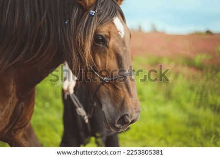 Close up horse with braided hair and decorating with flowers concept photo. Front view photography with blurred background. High quality picture for wallpaper, travel blog, magazine, article