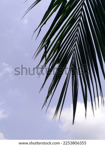 coconut leaves against a blue sky background