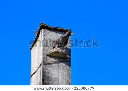bird house for starling on background solar sky