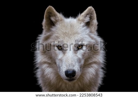 Portrait of arctic wolf isolated on black background. Polar wolf. Royalty-Free Stock Photo #2253808543