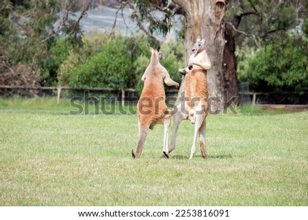 the two male kangaroos are fighting over who will end up mating with the females. the male kangaroo uses it tail to balance while the other kangaroo is attacking it