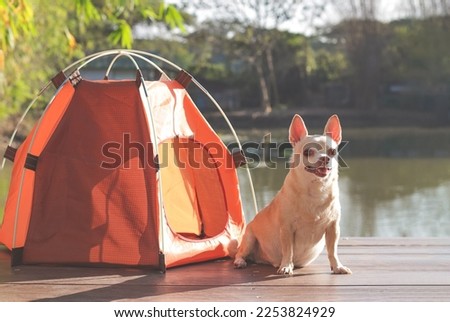 Portrait  of brown short hair Chihuahua dog sitting in front of the orange camping tent  in morning sunlight, smiling and  looking at camera. Pet travel concept.