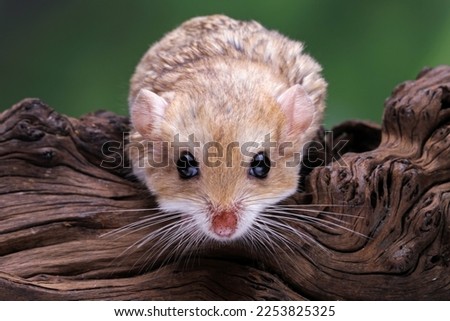 female gerbil fat tail , cute pet rodent, animals closeup
