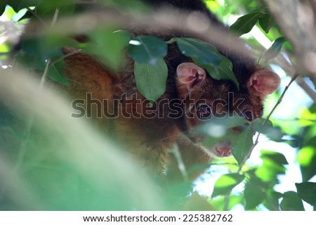 Australian Ring Tail Possum hiding in tree during day