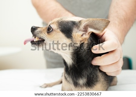 an angry dog sticking her tongue out at owner, dog aggression, small pet grins Royalty-Free Stock Photo #2253830667