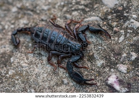 Side view Black Danger and Poison Insect Scorpio on concrete house front