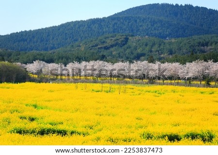 It is a beautiful spring scenery of Canola Flower Plaza, a famous tourist attraction in Jeju.