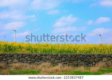It is a beautiful spring scenery of Canola Flower Plaza, a famous tourist attraction in Jeju. Royalty-Free Stock Photo #2253837487