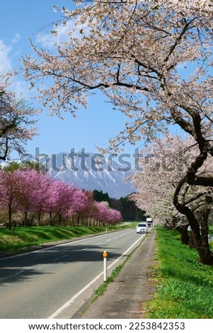 The row of cherry trees.Mt.Iwate over there.Shizukuishi,Iwate,Japan.Late April. Royalty-Free Stock Photo #2253842353