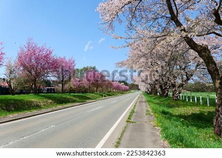 The row of cherry trees.Mt.Iwate over there.Shizukuishi,Iwate,Japan.Late April. Royalty-Free Stock Photo #2253842363