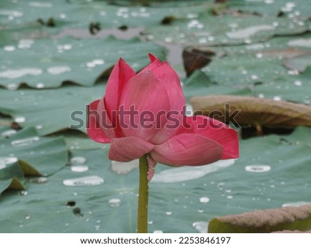 Lotus flower that has bloomed