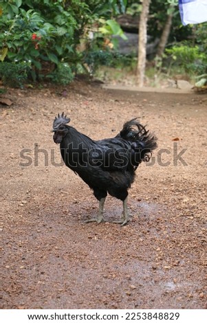 black chicken natural picture These Chickens Have Jet Black Hearts, Beaks and Bones
