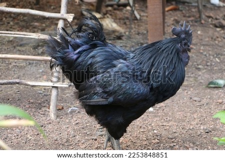 black chicken natural picture These Chickens Have Jet Black Hearts, Beaks and Bones
