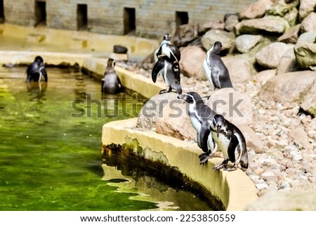 Tropical penguins on the beach near the pool, penguins in the zoo, penguins on a summer day.