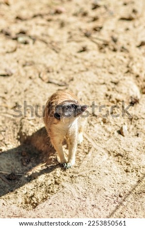 Playful meerkats in Africa. They bask in the sun, watch and play with their families.