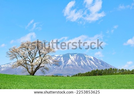 A solitary cherry tree.Mt.Iwate over there.Shizukuishi,Iwate,Japan.Late April. Royalty-Free Stock Photo #2253853625