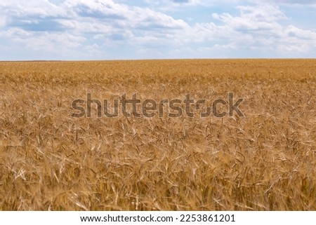 Cereal field under blue sky selective focus