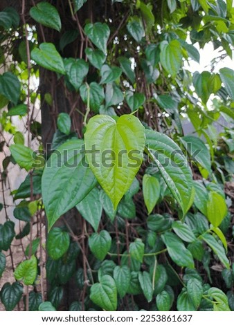 green betel herbs leaf in the garden