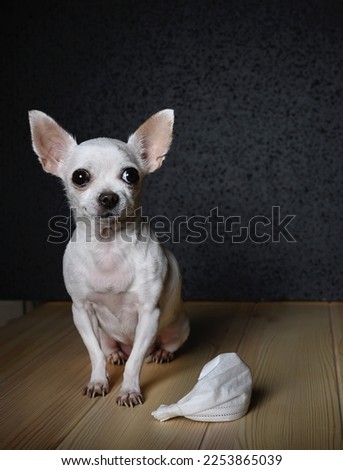 Chihuahua dog is sitting on a light wooden surface. At the feet of the dog lies a white gauze bandage to protect against the virus. Black background, studio, the dog looks up.