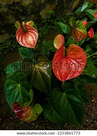 Picture of colorful anthurium flowers