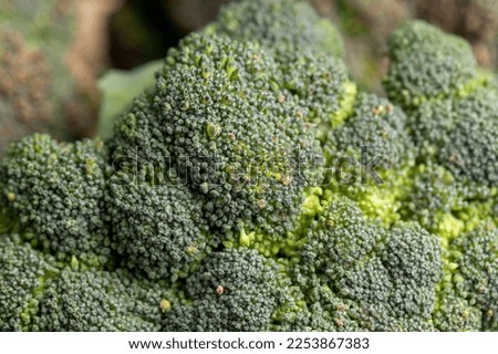 Green ripe broccoli in raw form, green broccoli cabbage lies on the kitchen table during cooking