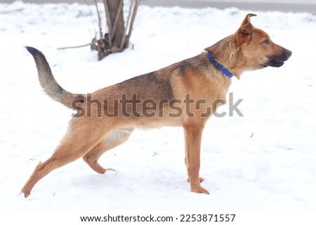 fawn shepherd dog full body photo on snowy white background