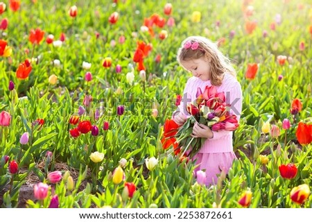 Child in tulip flower field. Little girl cutting fresh tulips in sunny summer garden. Kid with flower bouquet for mother day or birthday present. Toddler picking red flowers in blooming spring meadow.