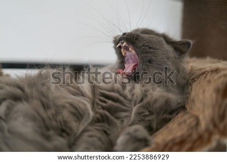 british long hair cat yawing