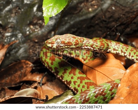 A picture of a beautiful pit viper

It is a venomous snake, the green body is tinged with red, very beautiful.