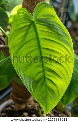 Philodendron tenue leaf seen lit from behind, showing the ribbing in the leaves and the extrafloral nectaries which show as spots on the leaf	 Royalty-Free Stock Photo #2253889011