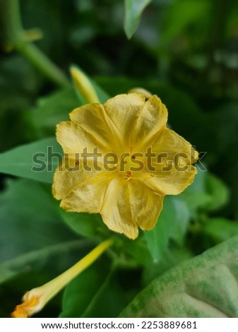 Yellow Mirabilis jalapa, the marvel of Peru or four o'clock flower with green its leaves background.