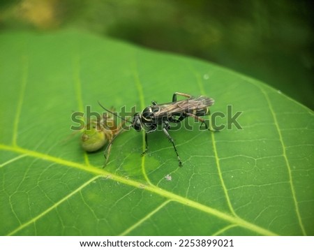 Wasp insects perch on green leaves to catch their prey