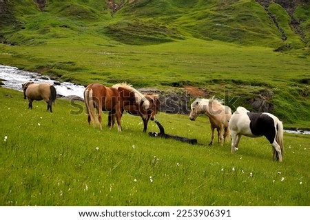 
A group of curious Icelandic ponies who came to see a man lying in the grass. Friendly horses from Iceland. 