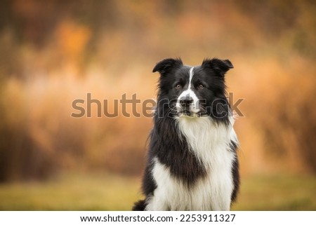 young male black and white border collie posing in the park. healthy. pedigree. purebred.