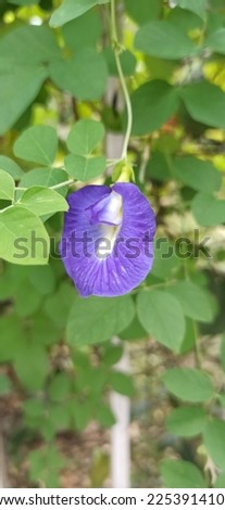 This is a large wildflower with one to three showy purple flowers that are up to two inches long. It has the characteristic banner, wing, and keel floral structure of flowers in the Pea family