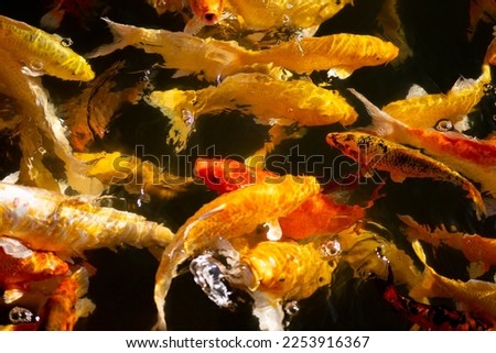 Golden koi and colorful koi swim in the garden pond. A fish that conveys the meaning of auspiciousness.