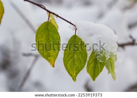 Autumn yellow leaves on tree branch covered on the snow. Winter Background, Winterized Leaves, closeup.