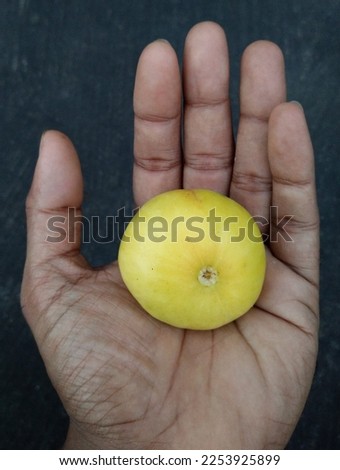 Garden Fresh Ripe Fruit of Ficus Carica. This is an edible fruit of Ficus. Royalty-Free Stock Photo #2253925899