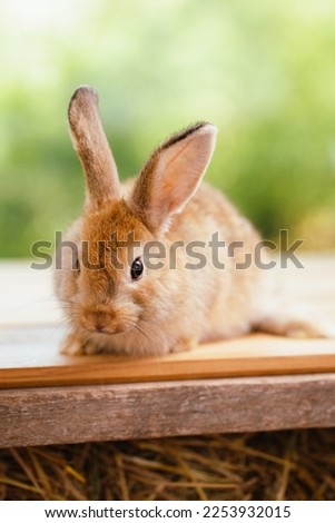 Pet portrait of brown cute rabbit sitting on green grass with blurry nature background, Lovely action of young rabbit, Adorable little pet at home concept